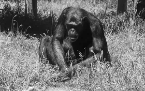 a chimpanzee sits in the long grass picking up insects.