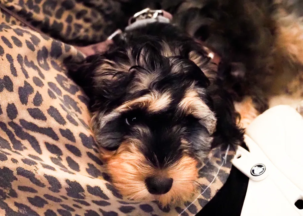 Featured image from Behaviourism:  Dogs, Carrots and Sticks