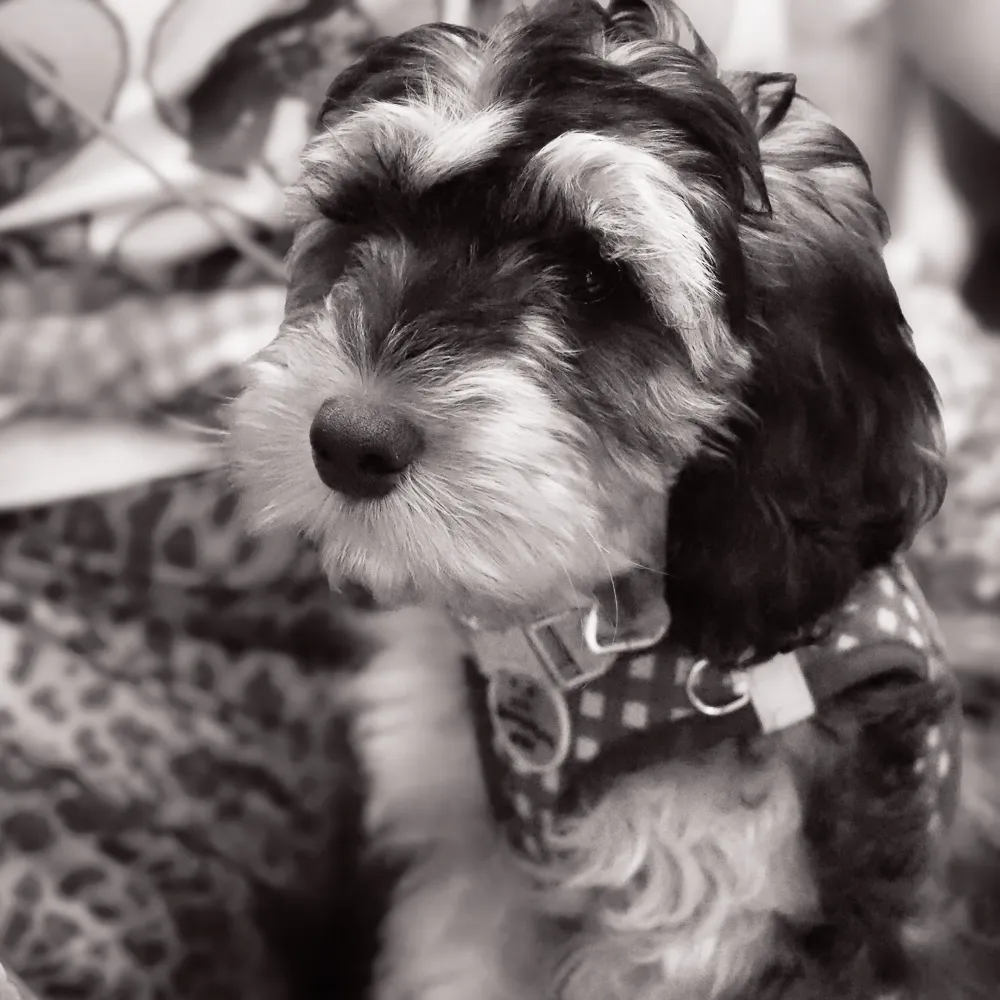 More Ned action. What a handsome hound.