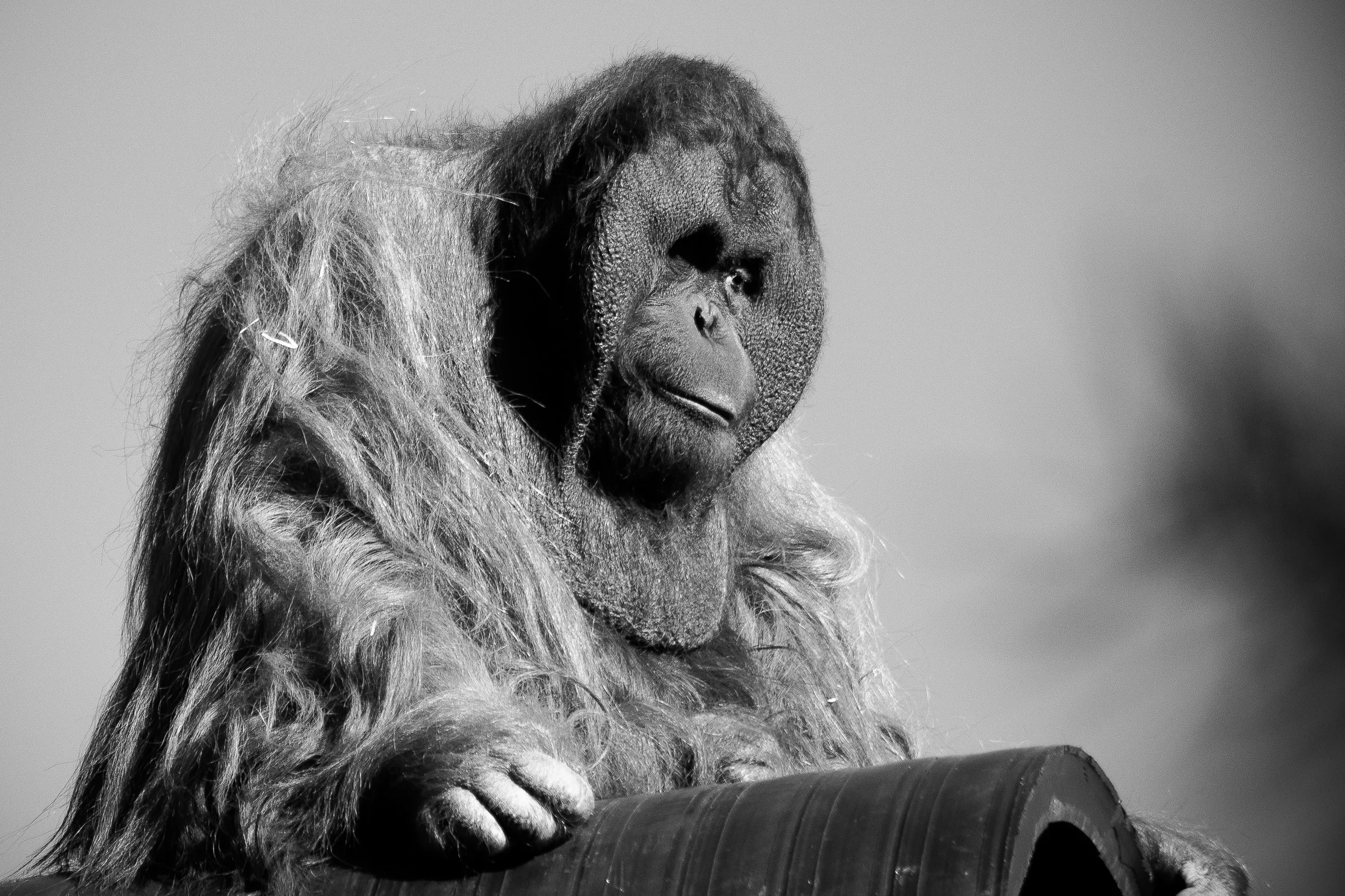 Portfolio photograph 32