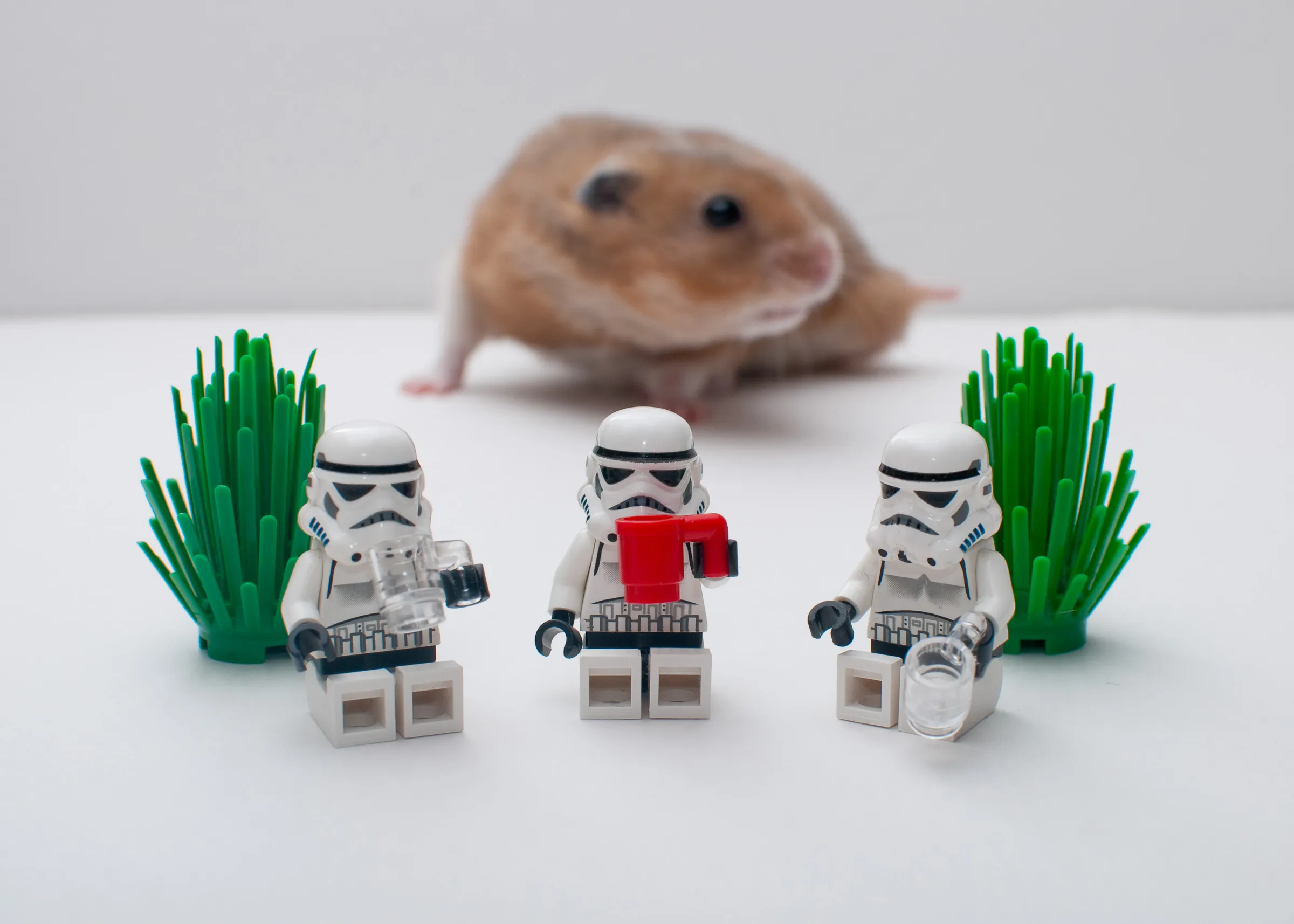 Portfolio photograph 55